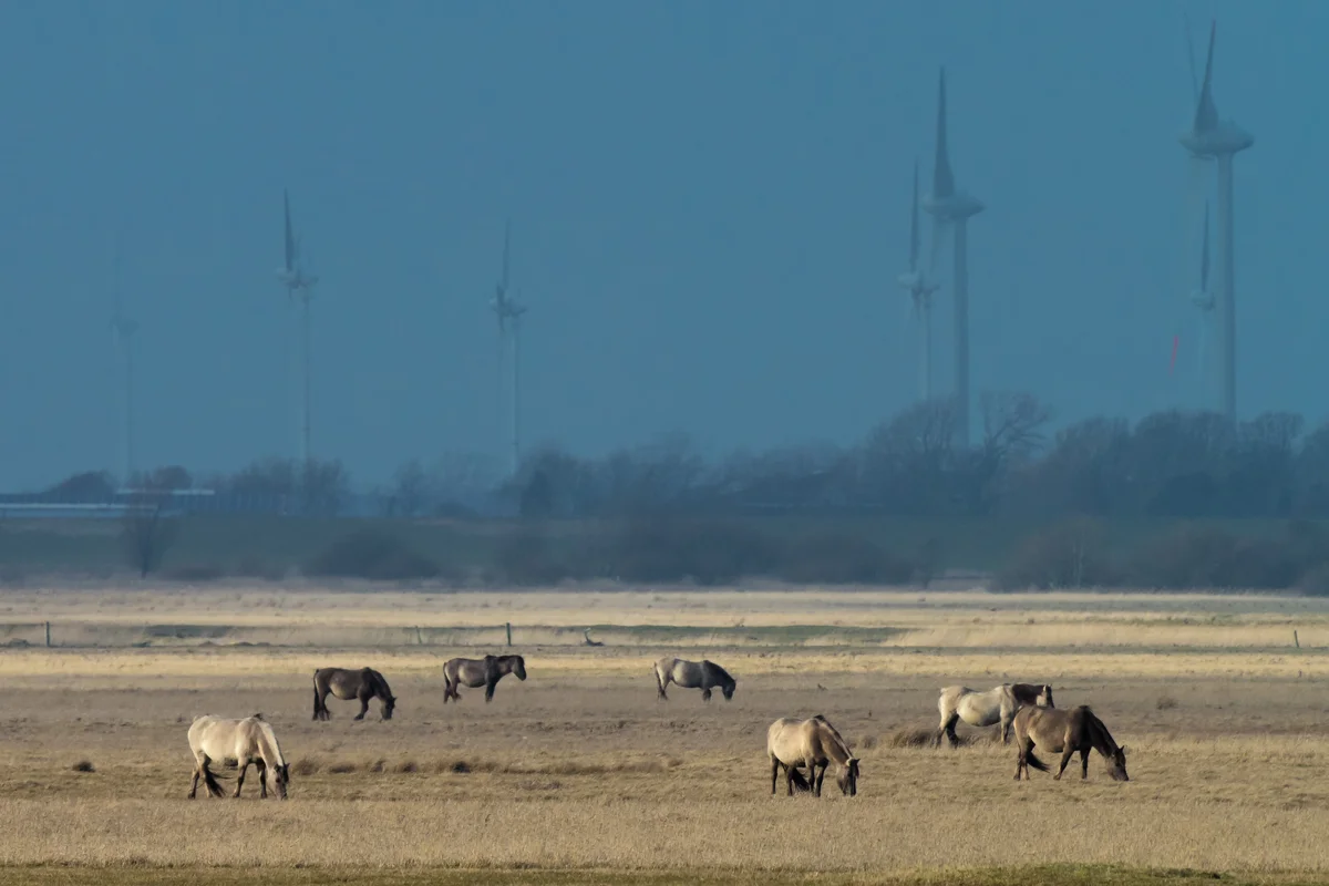 Wildpferde in Deutschland - Wildtiere in Deutschland