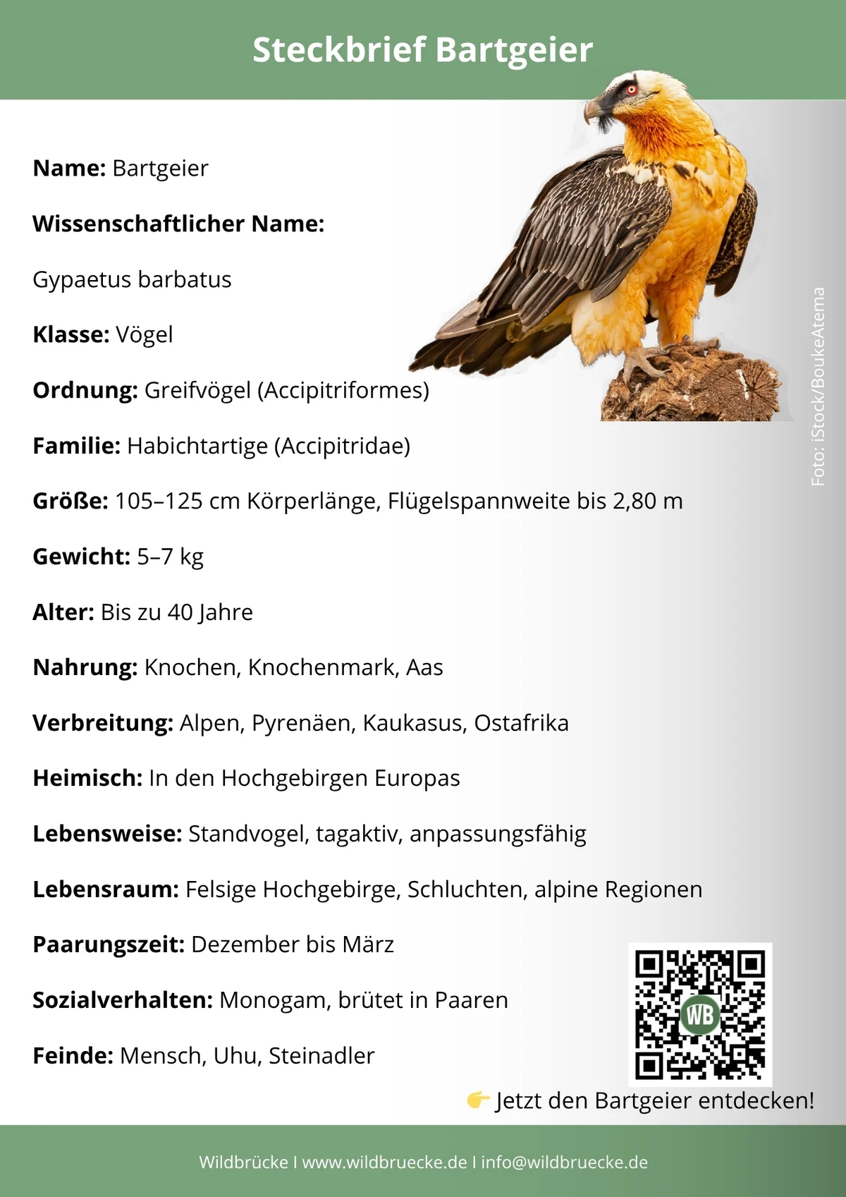 Bartgeier Steckbrief - Vögel in Europa