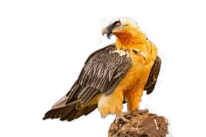 Bartgeier - Vögel in Europa