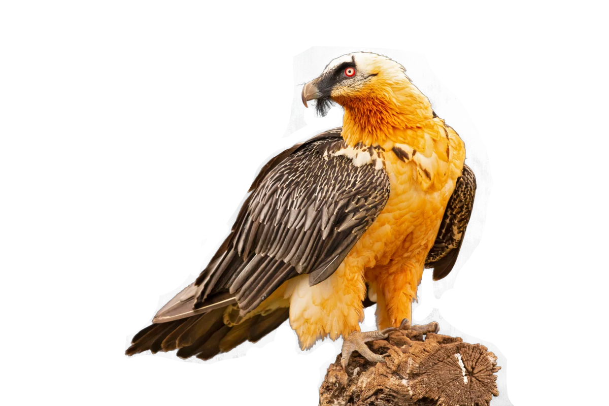 Bartgeier - Vögel in Europa