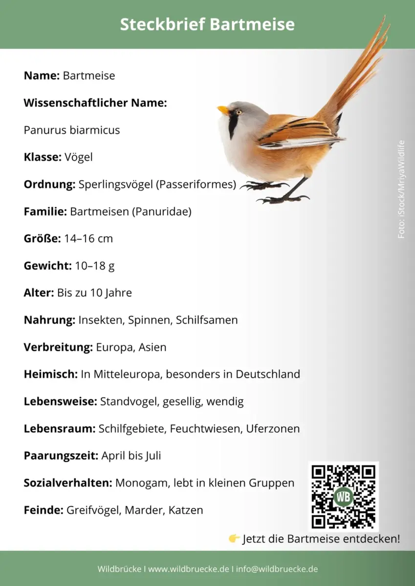 Bartmeise Steckbrief