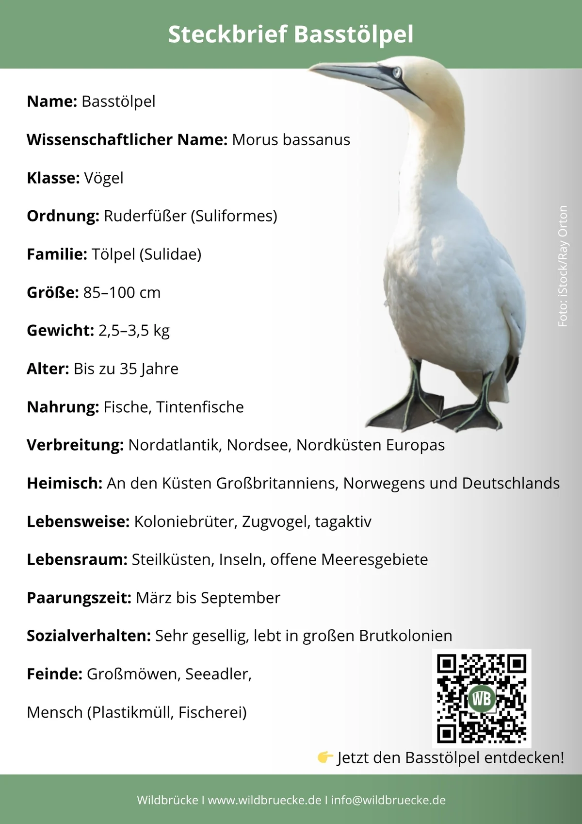 Basstölpel Steckbrief - Vögel in Europa