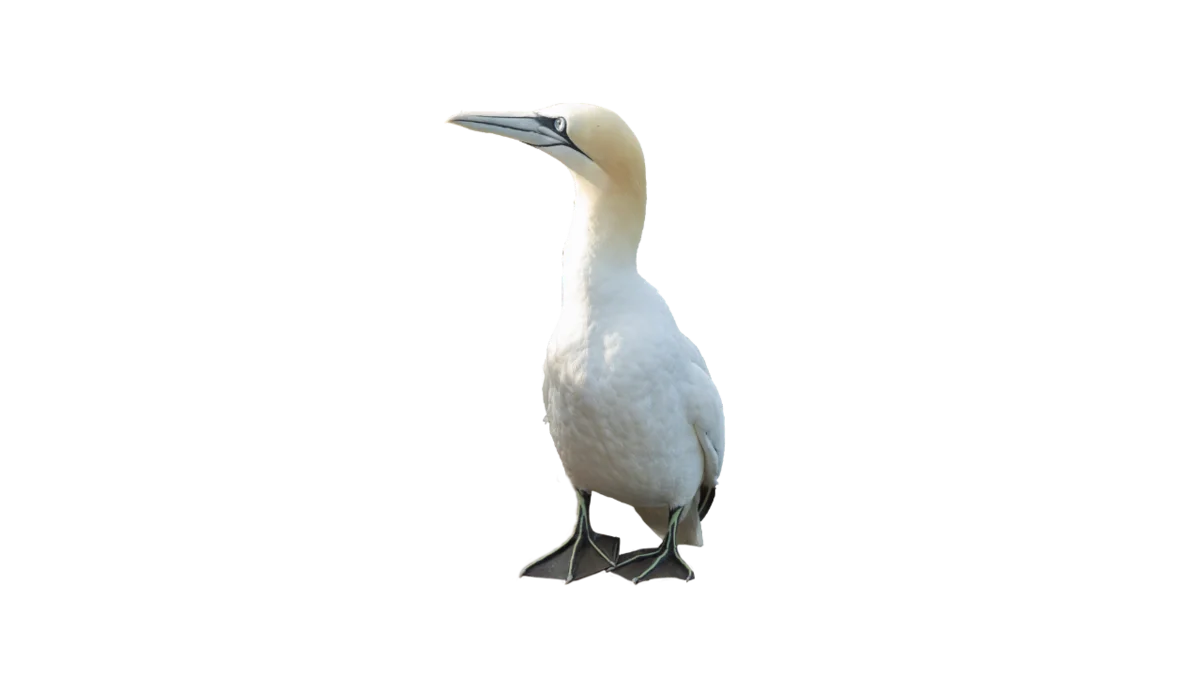 Basstölpel - Vögel in Europa