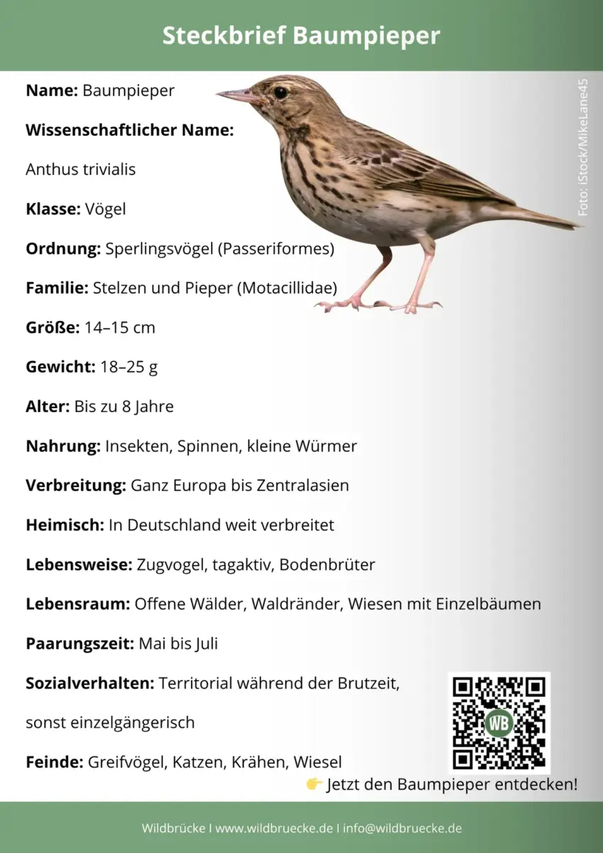 Baumpieper Steckbrief
