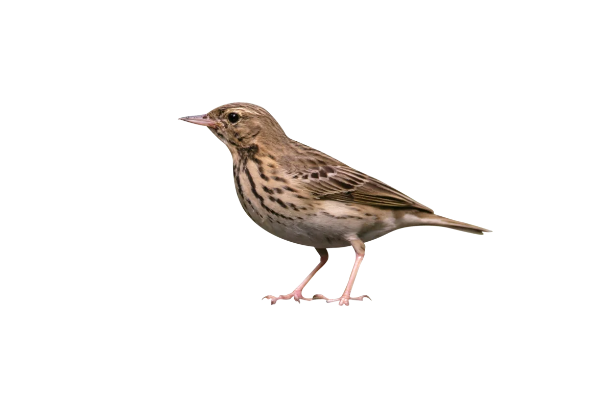 Baumpieper - Vögel in Europa