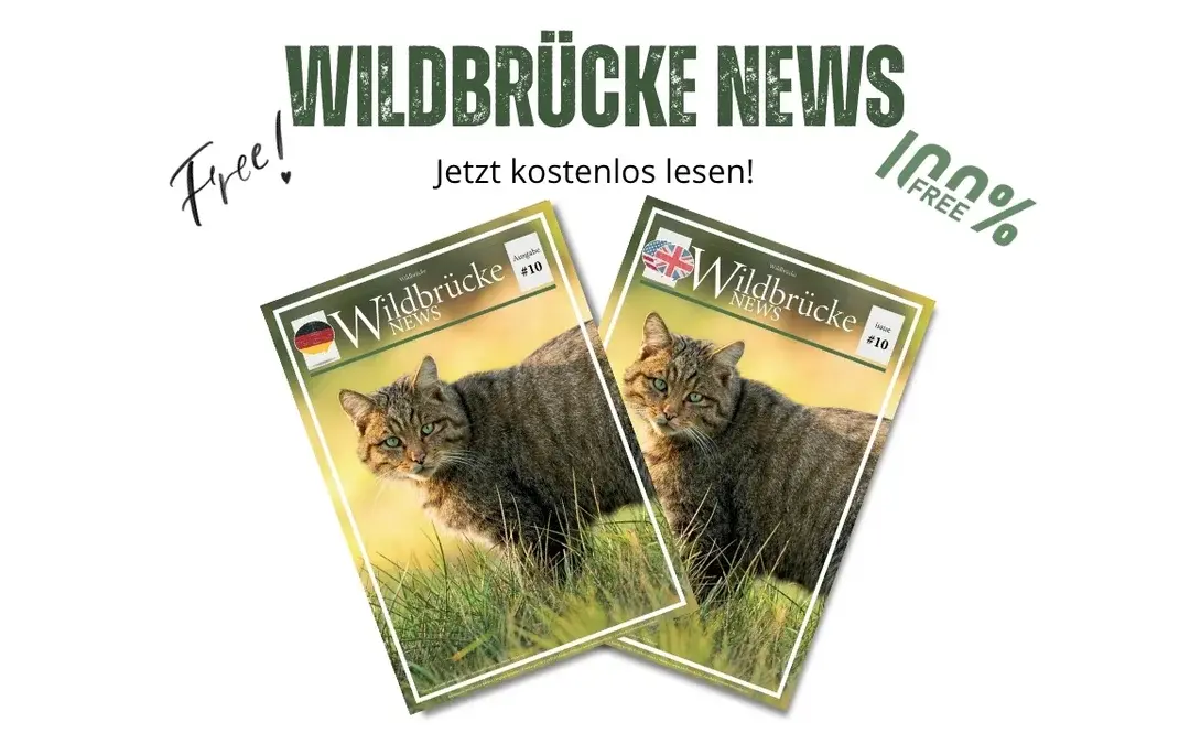 Wildbrücke News #10 (2025) – Neue Projekte, gefährliche Zäune und tierische Geschichten aus Europa