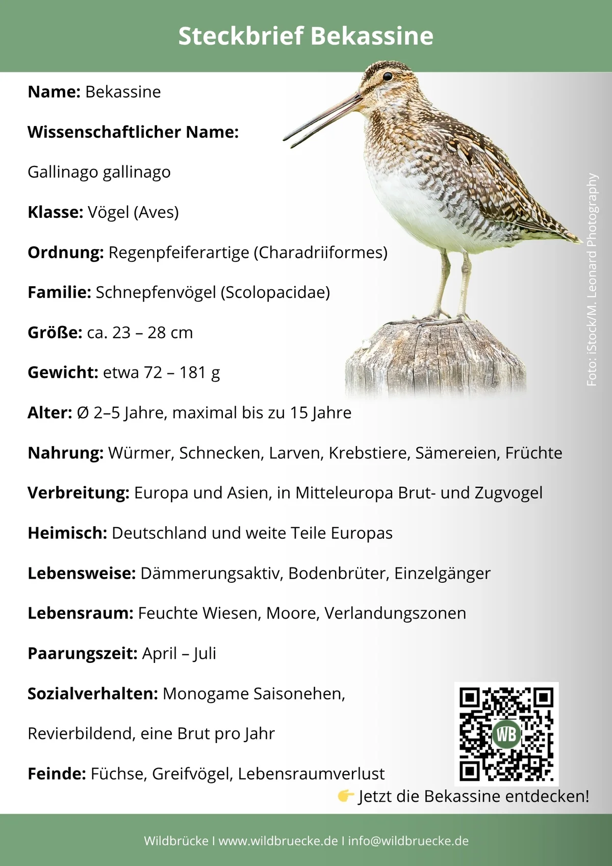 Bekassine Steckbrief - Vögel in Europa