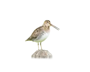 Bekassine - Vögel in Europa