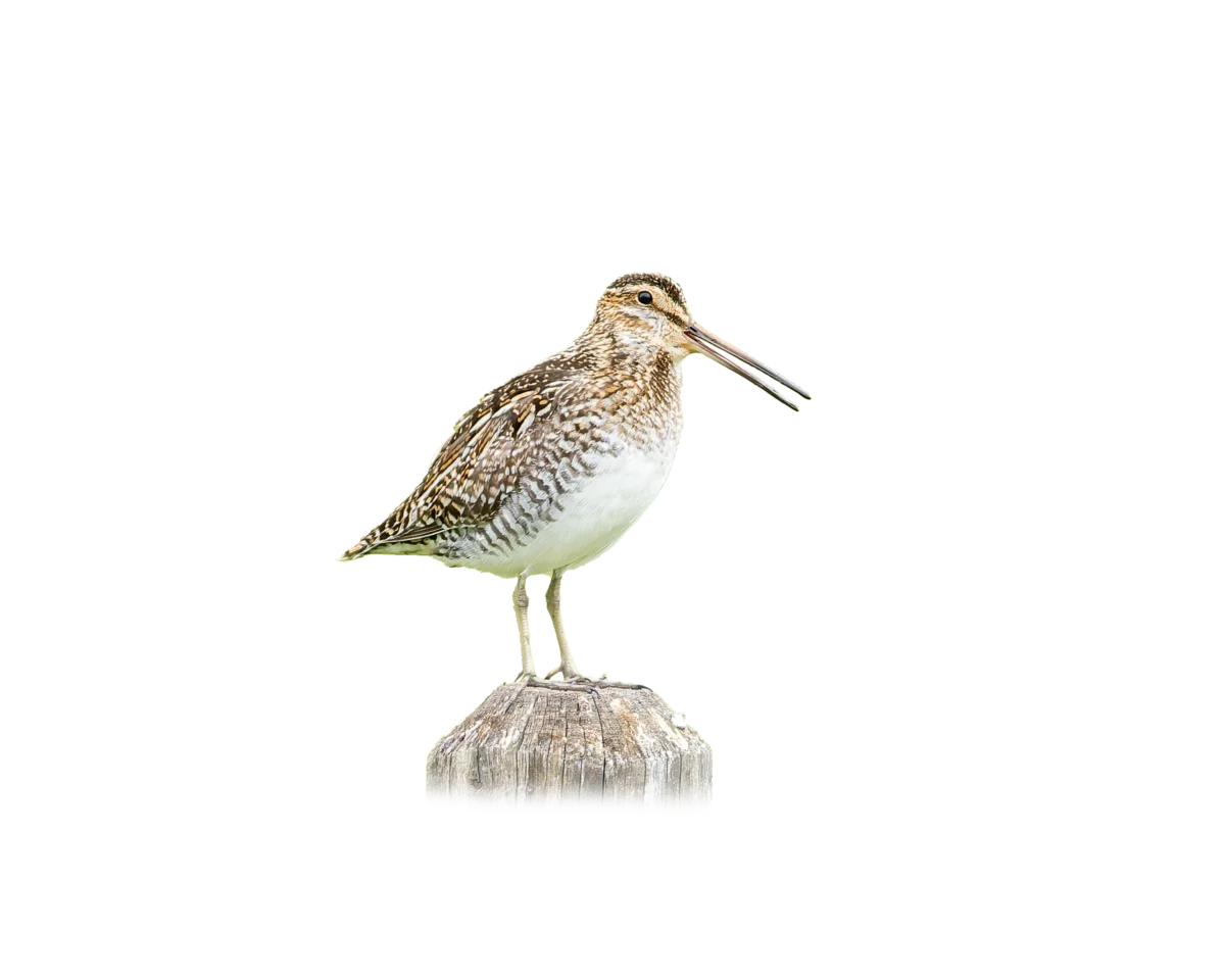 Bekassine - Vögel in Europa