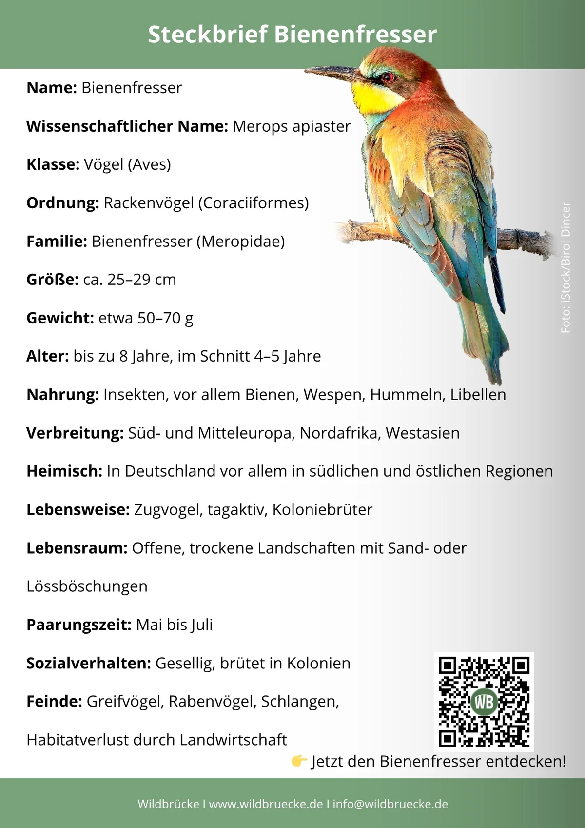 Bienenfresser Steckbrief - Vögel in Europa Bienenfresser Steckbrief - Vögel in Europa