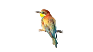 Bienenfresser - Vögel in Europa