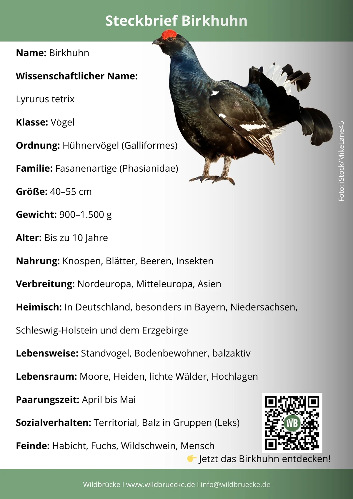 Birkhuhn Steckbrief - Vögel in Europa