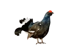 Birkhuhn - Vögel in Europa