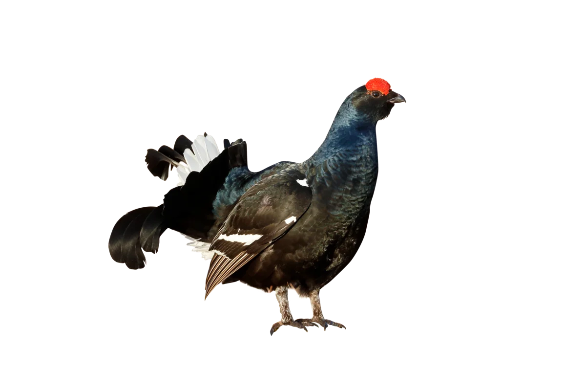 Birkhuhn - Vögel in Europa