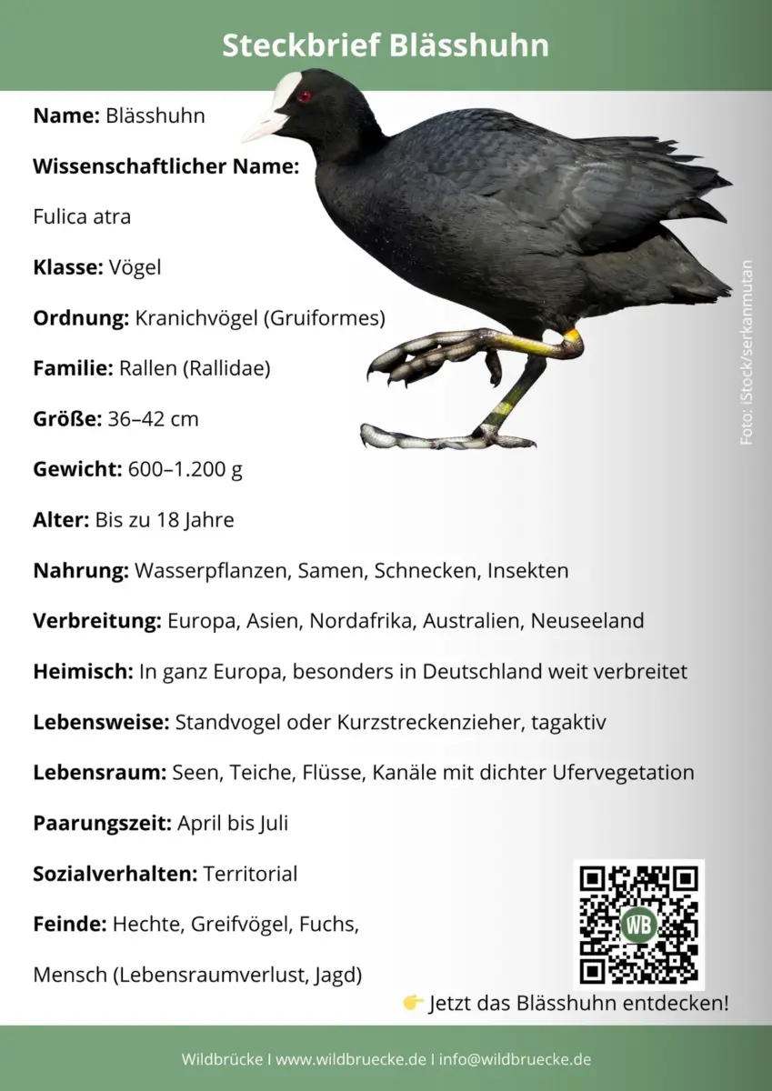 Blässhuhn Steckbrief