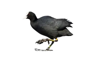 Blässhuhn - Vögel in Europa