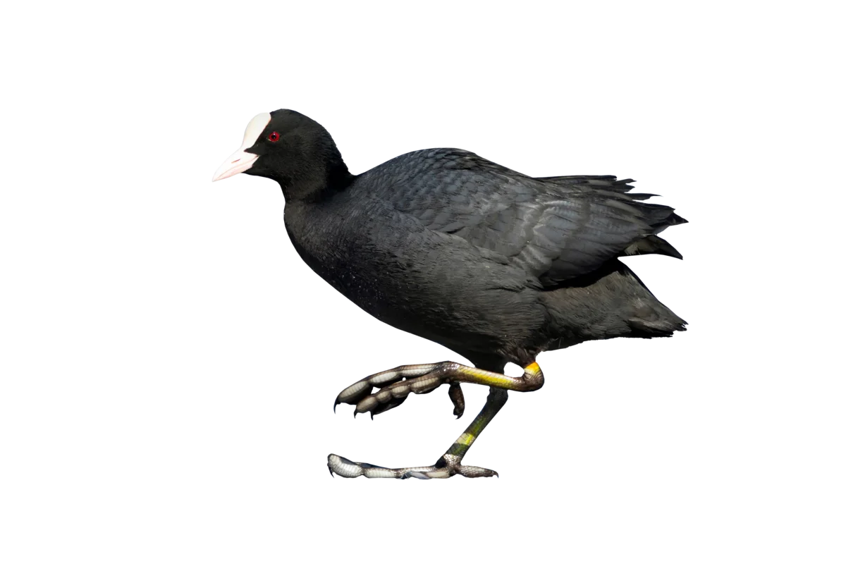 Blässhuhn - Vögel in Europa