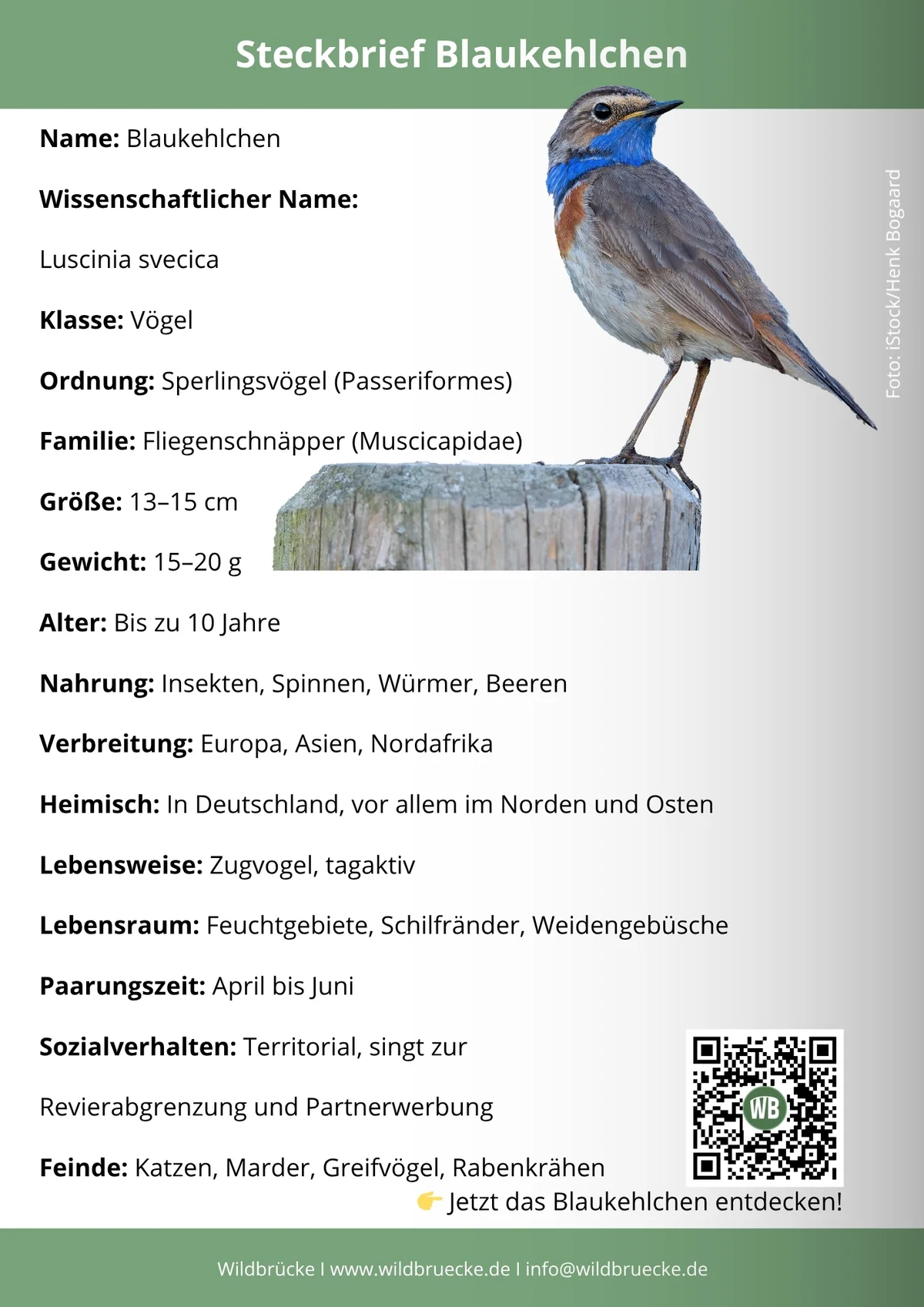 Blaukehlchen Steckbrief - Vögel in Europa