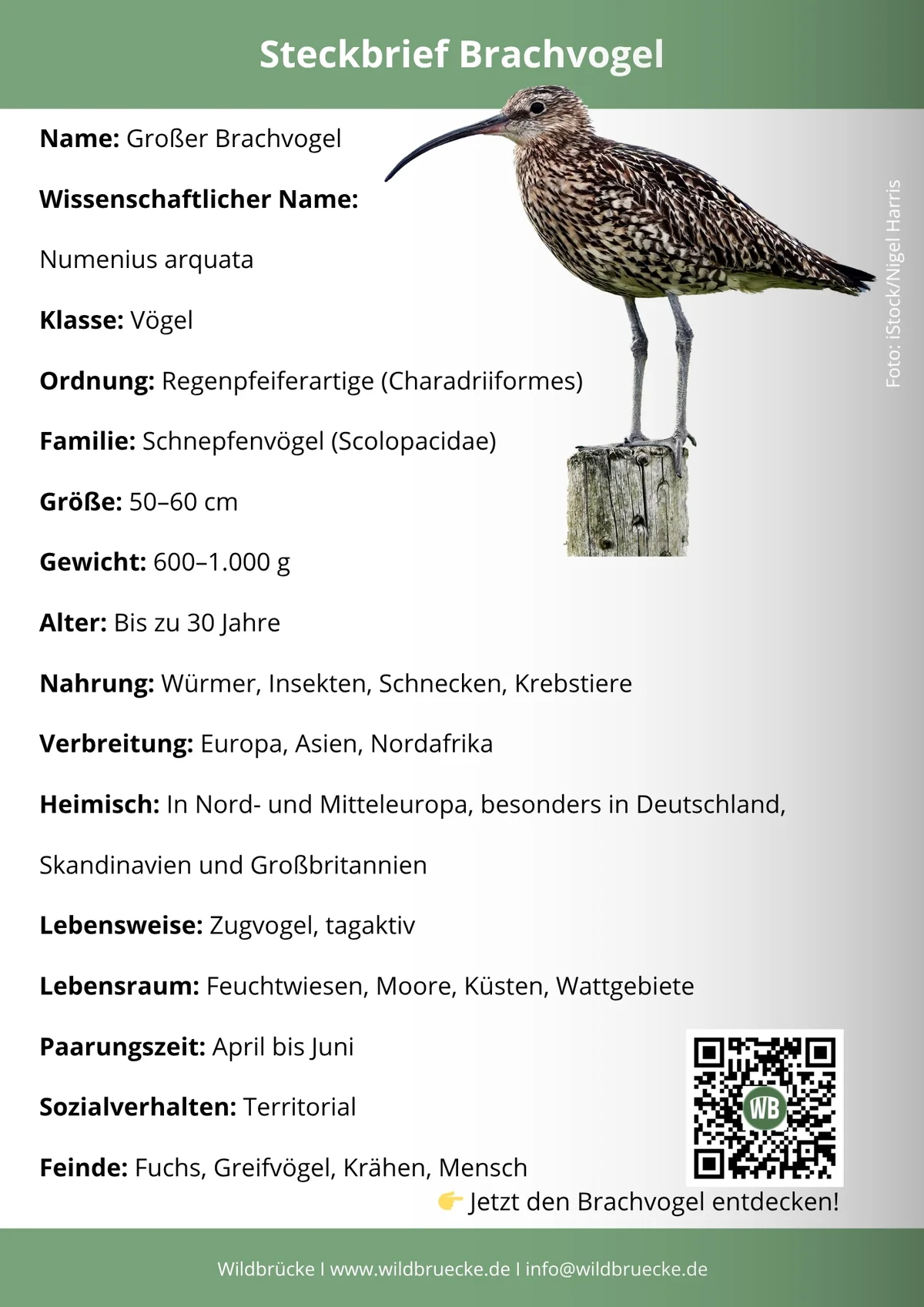 Brachvogel Steckbrief - Vögel in Europa