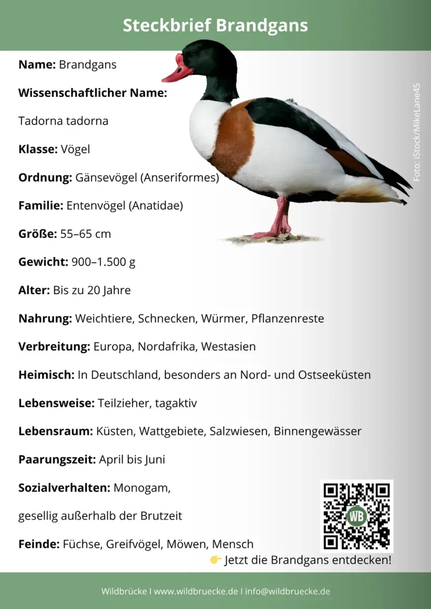 Brandgans Steckbrief