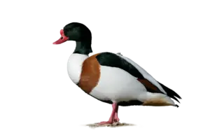 Brandgans - Vögel in Europa