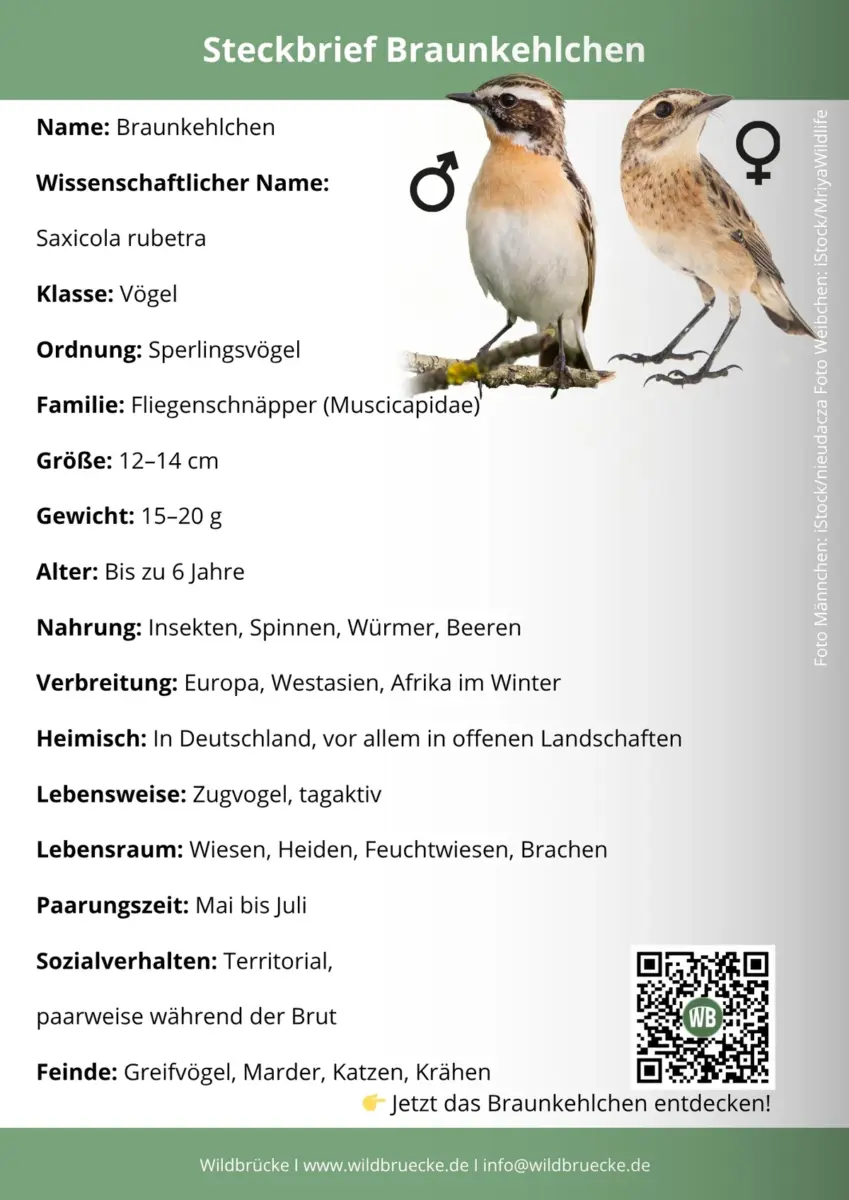 Braunkehlchen Steckbrief