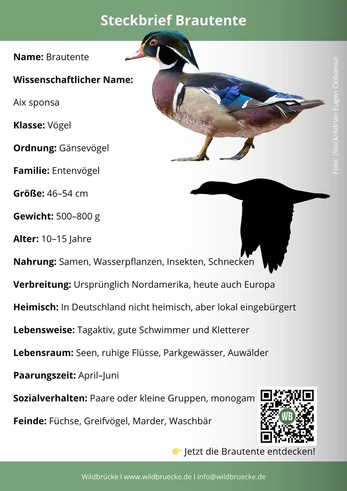 Brautente Steckbrief - Vögel in Europa