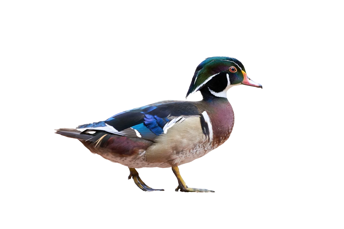 Brautente - Vögel in Europa