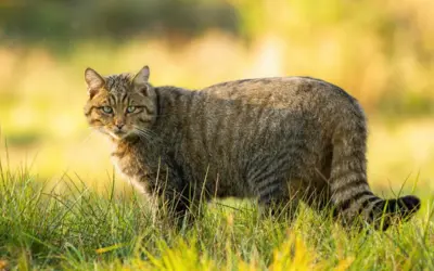 🐾 Gefährliche Zäune für Wildkatzen – Versteckte Gefahr für Wildtiere