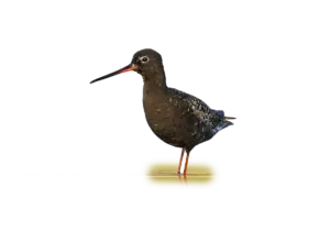 Dunkelwasserläufer - Vögel in Europa