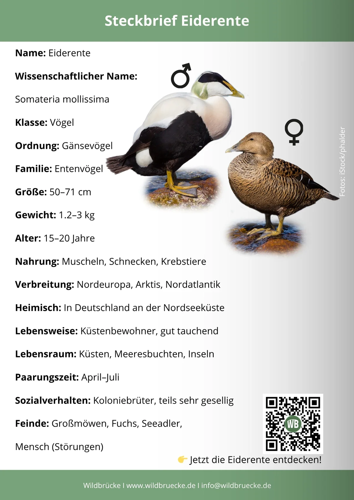 Eiderente Steckbrief - Vögel in Europa