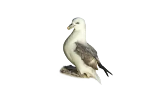 Eissturmvogel - Vögel in Europa