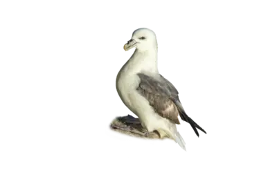 Eissturmvogel