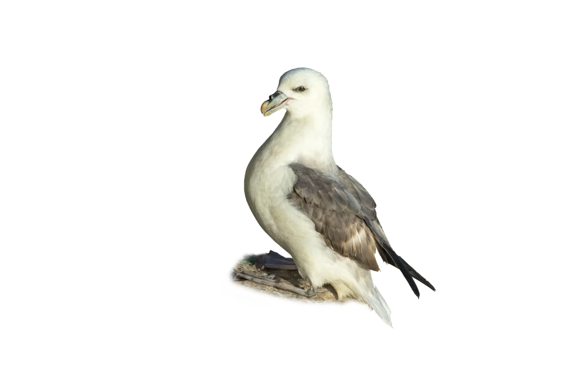 Eissturmvogel - Vögel in Europa