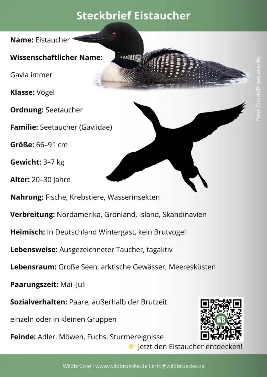 Eistaucher Steckbrief