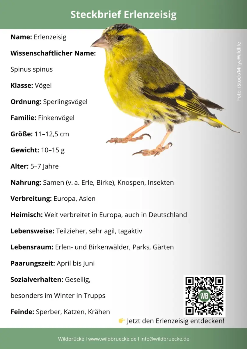 Erlenzeisig Steckbrief