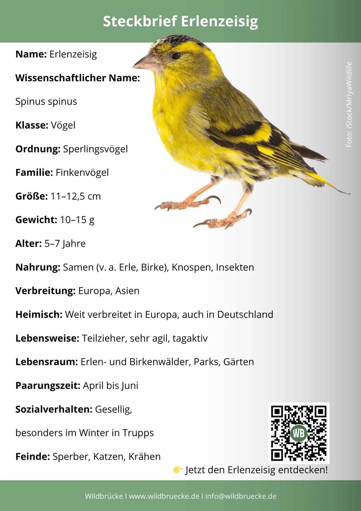 Erlenzeisig Steckbrief - Vögel in Europa