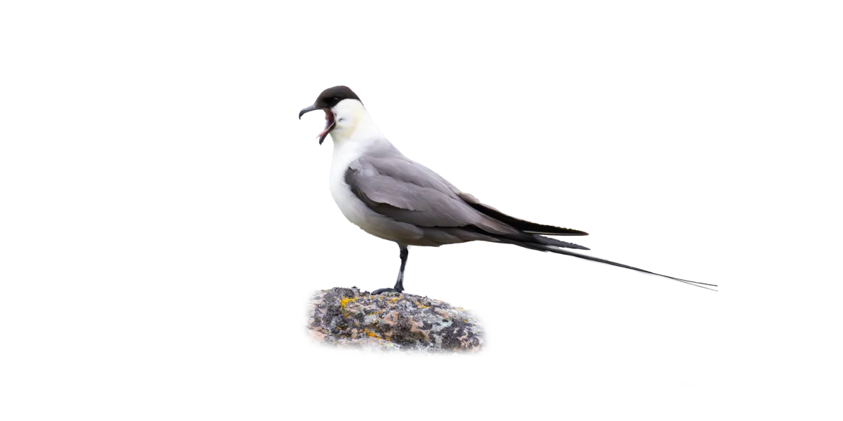 Falkenraubmöwe - Vögel in Europa