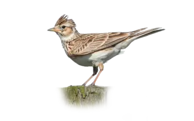 Feldlerche