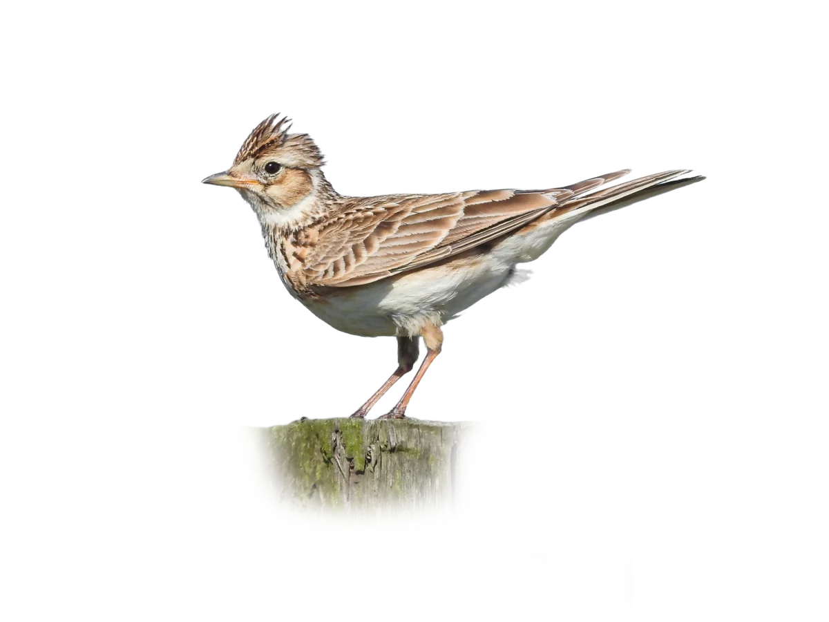 Feldlerche - Vögel in Europa