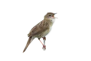 Feldschwirl - Vögel in Europa 2