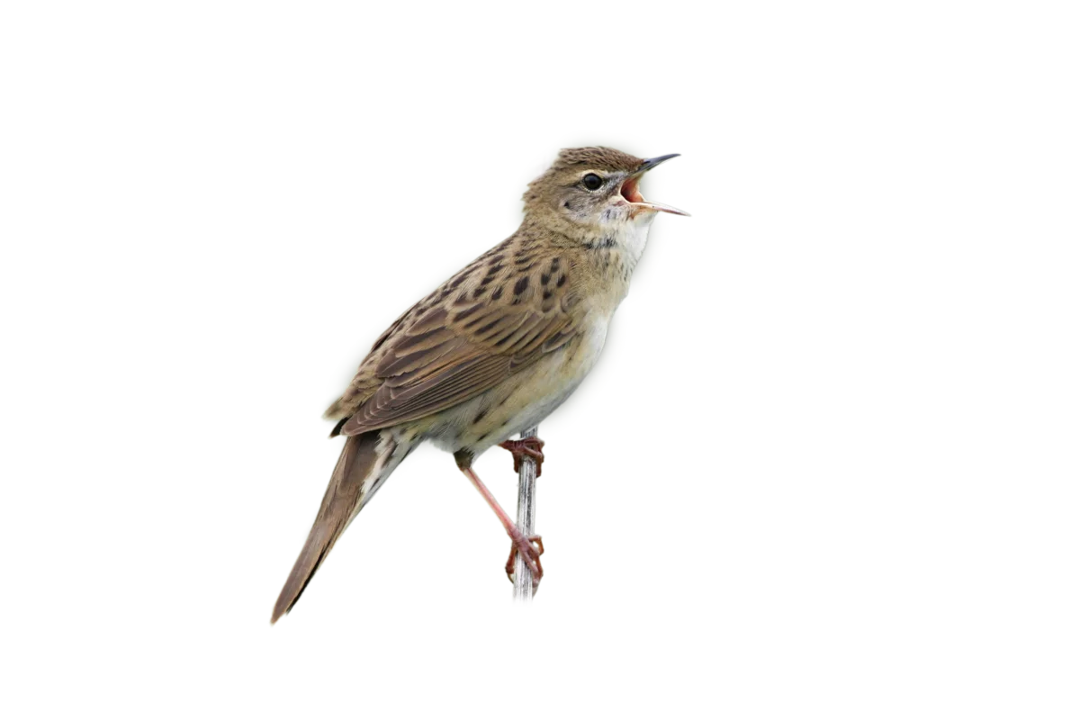 Feldschwirl - Vögel in Europa 2