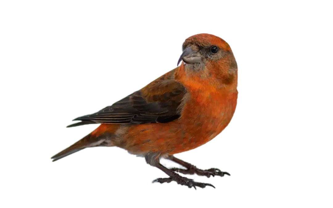 Fichtenkreuzschnabel