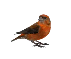 Fichtenkreuzschnabel Männchen - Vögel in Europa