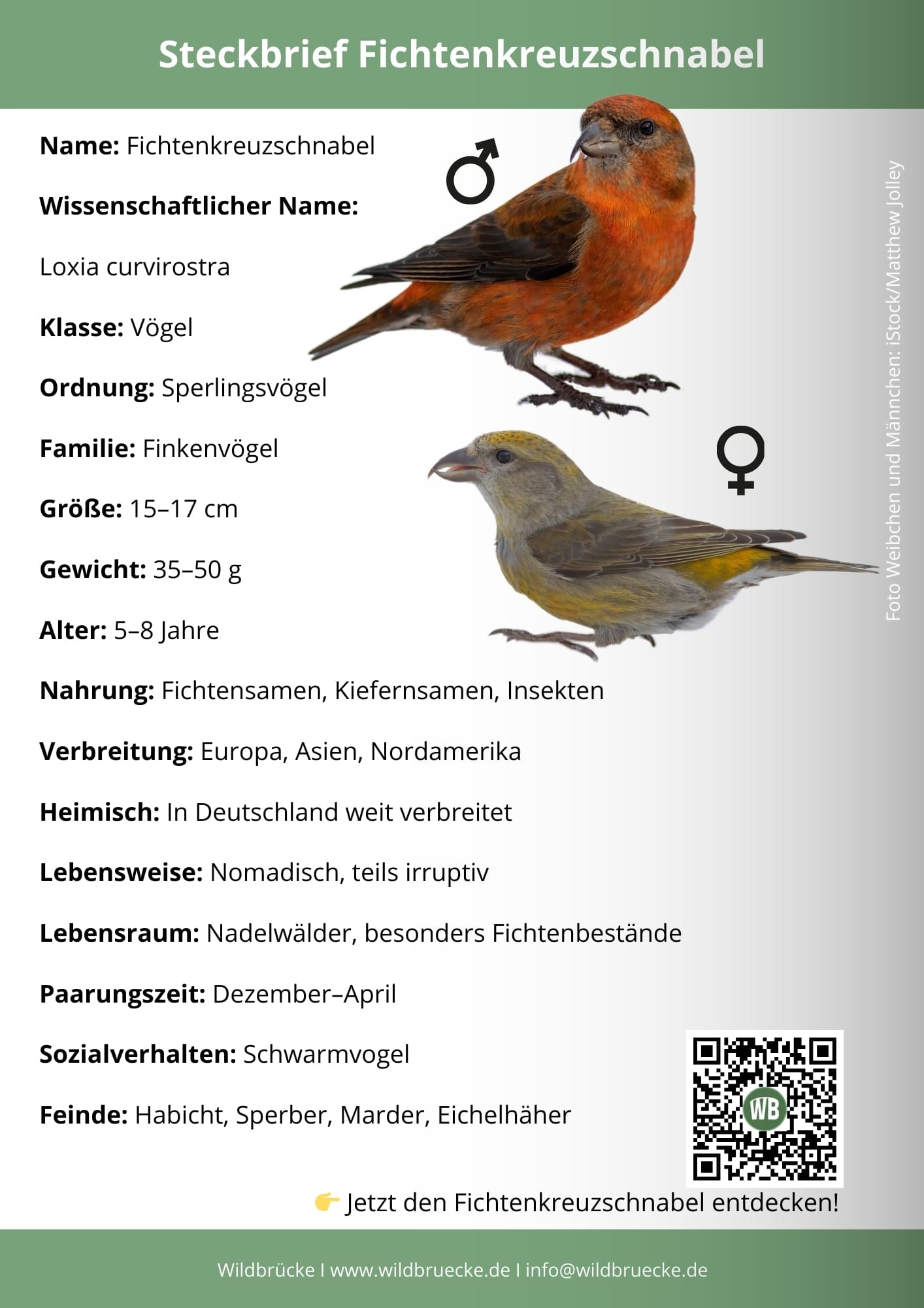 Fichtenkreuzschnabel Steckbrief - Vögel in Europa