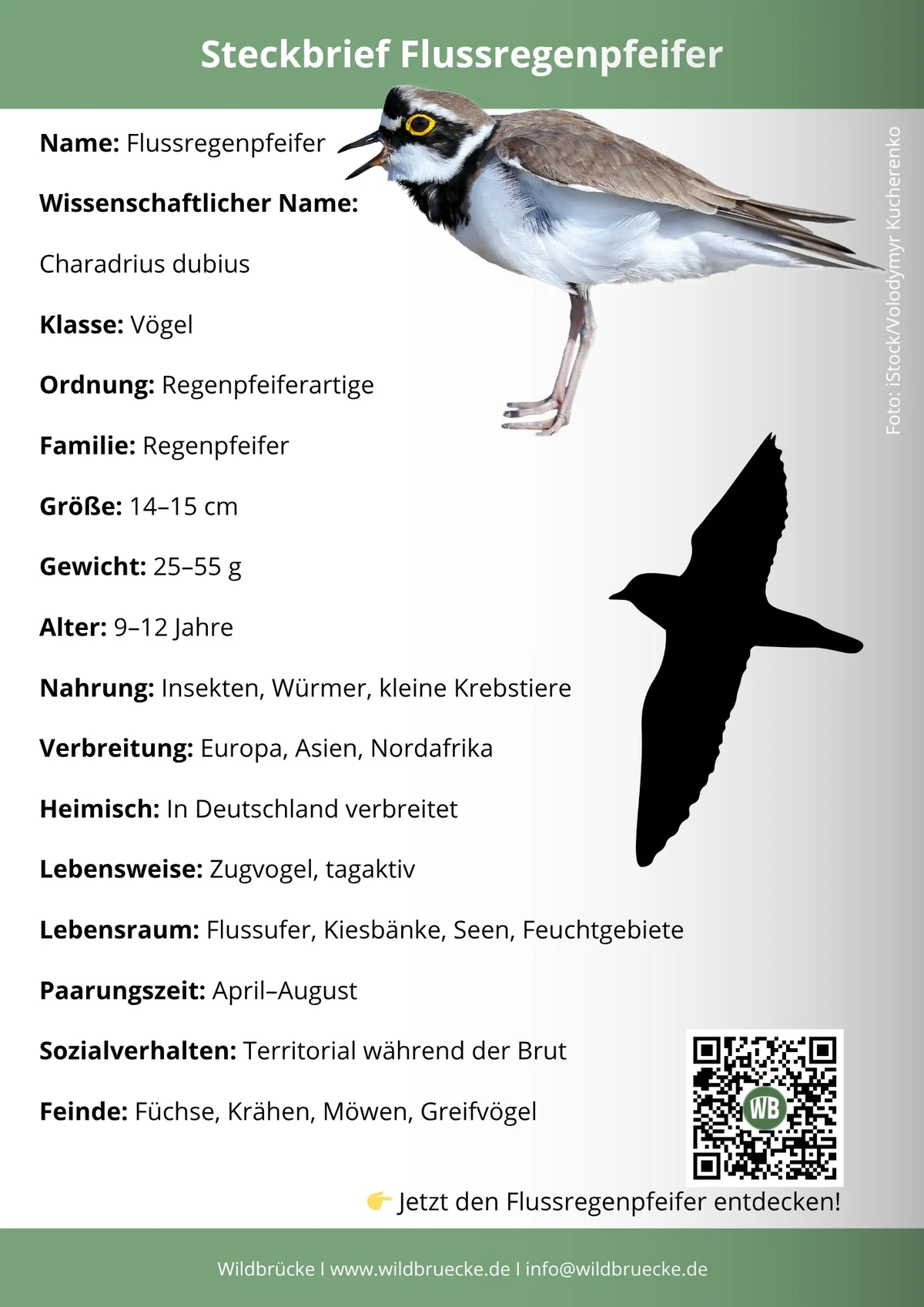 Flussregenpfeifer Steckbrief - Vögel in Europa