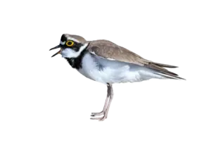 Flussregenpfeifer - Vögel in Europa