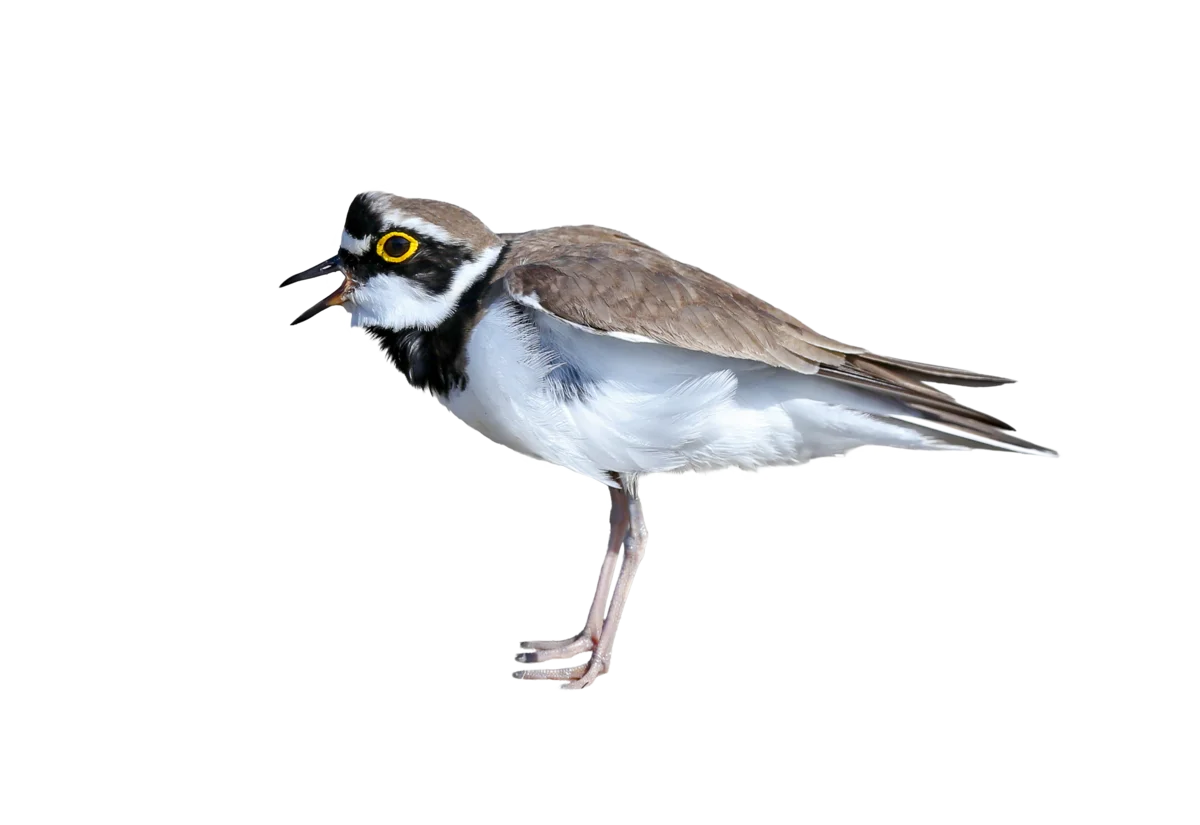 Flussregenpfeifer - Vögel in Europa