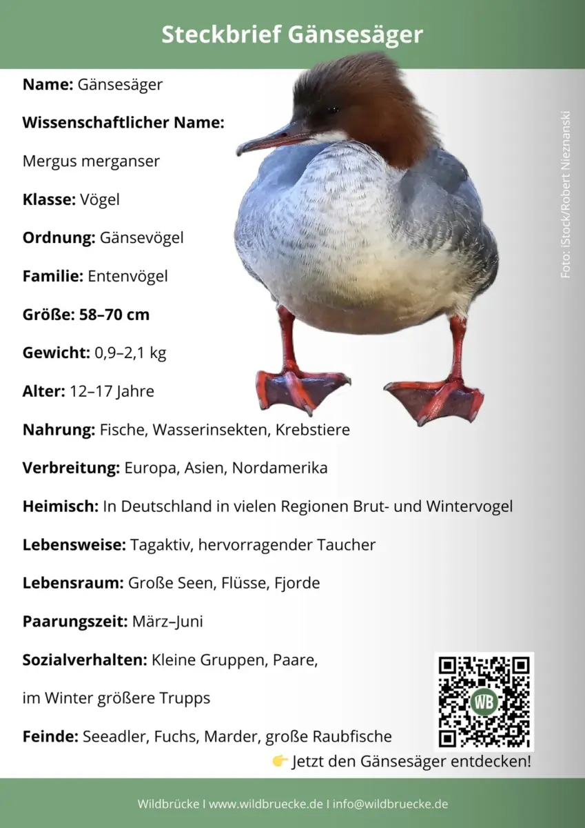 Gänsesäger Steckbrief