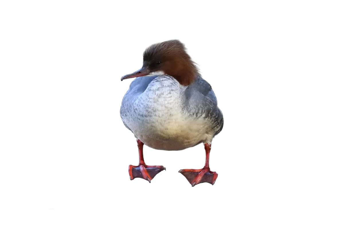 Gänsesäger - Vögel in Europa